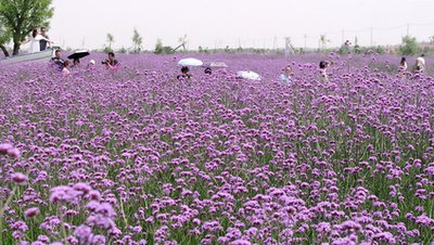 紫海鹭缘