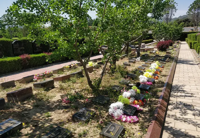 树葬与花坛葬.png