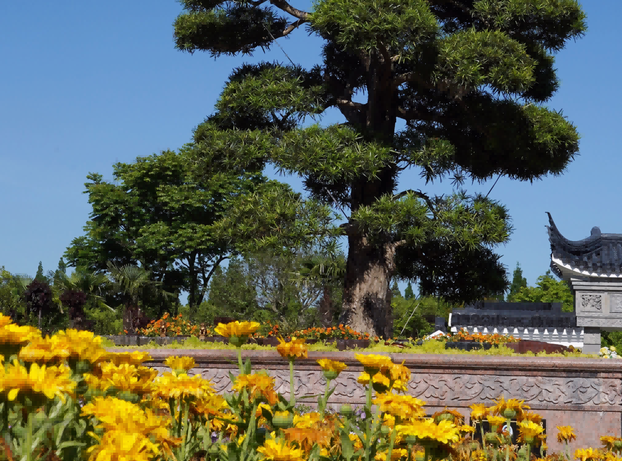 1760514706882190.png 树葬.png