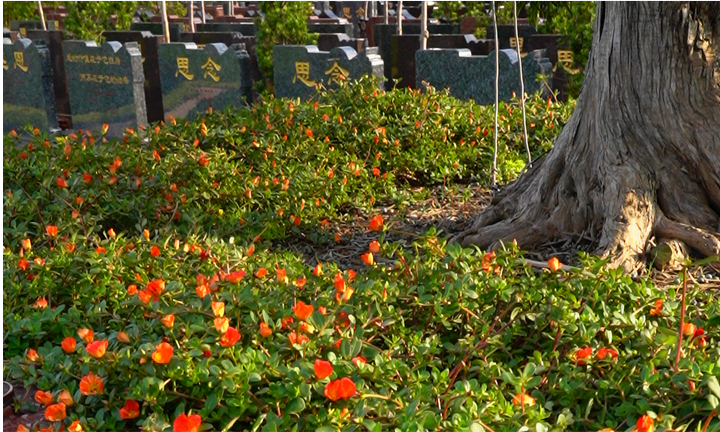上海公墓推荐.png