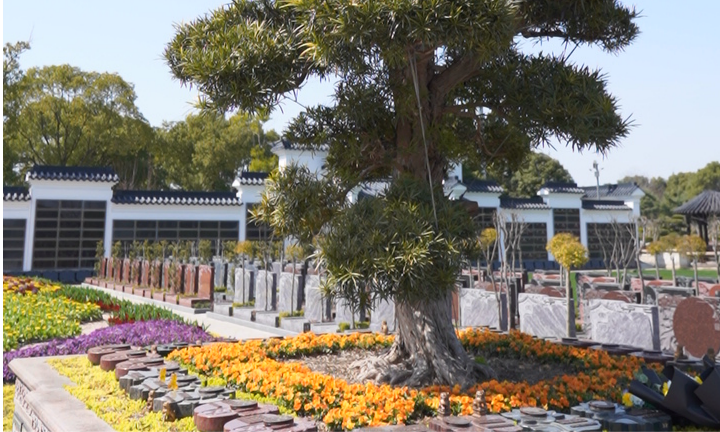 1765443897622711.png 植树葬.png