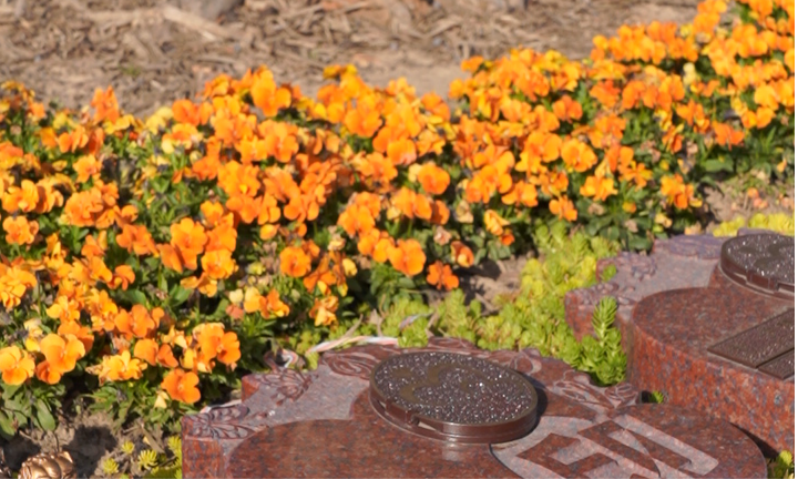 1765443907361058.png 植树葬.png