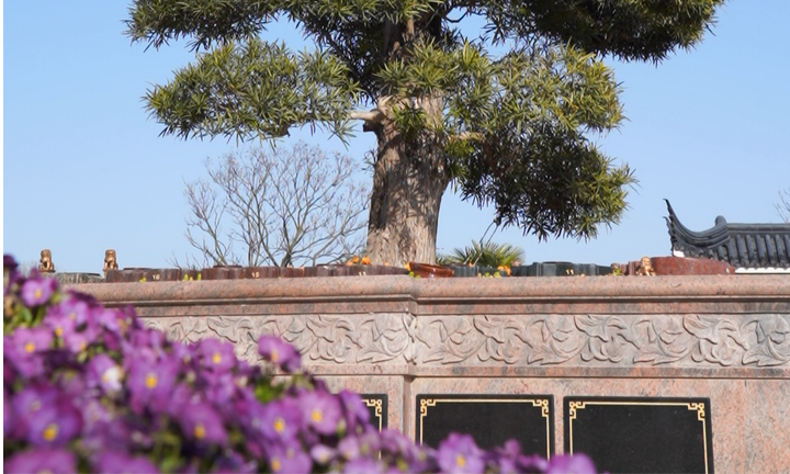 1765444020171253.png 植树葬.png