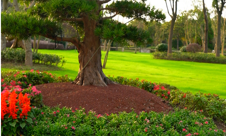 1765444037983590.png 植树葬.png